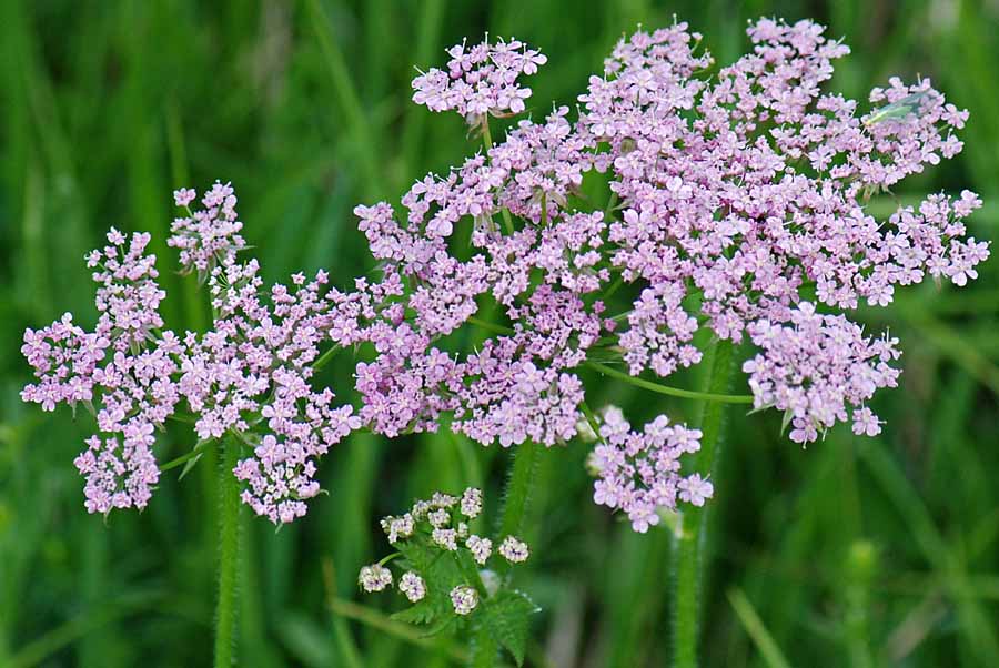 Chaerophyllum sp.